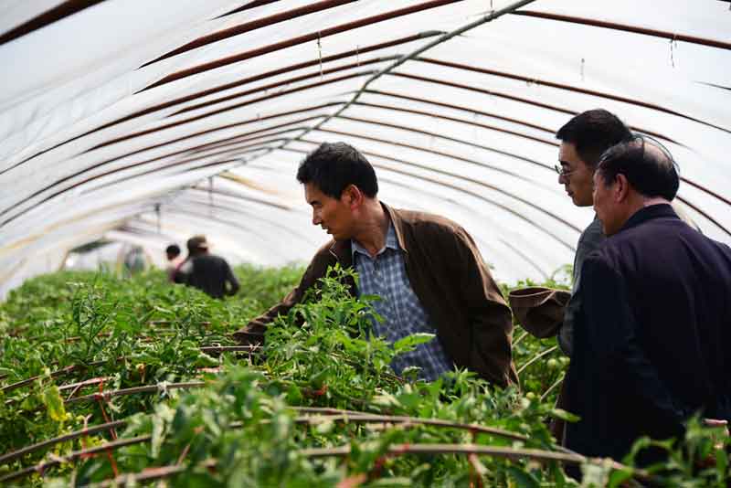 陳志誼一行赴沭陽考察"設施番茄土傳病害生物防控效果"